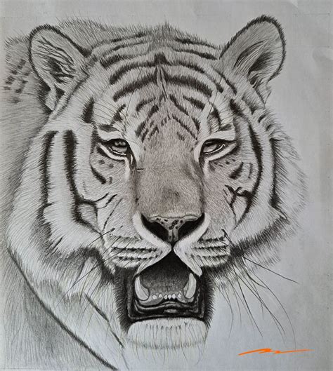 卡通老虎畫法|中国画老虎，简单易学适合儿童和初学者 How to draw a tiger,。